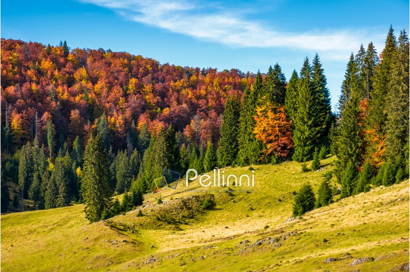 grassy hillside with mixed forest in autumn. picturesque nature scenery in Romanian mountains