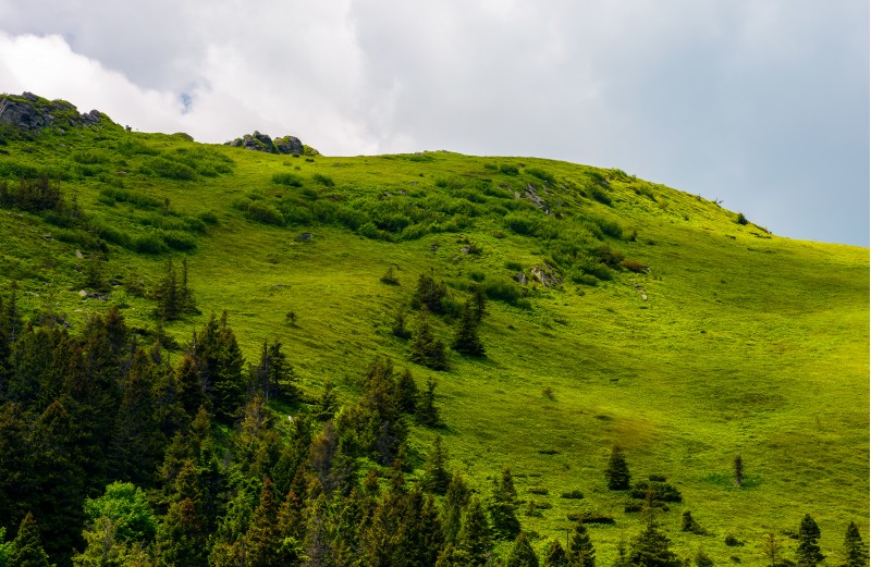 grassy hillside with spruce forest. lovely nature scenery in summer