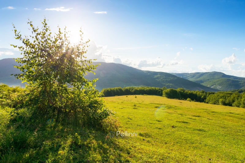 grassy meadow among beech forest on the hill. vacation season. mountainous landscape of ukraine in summer. carpathian countryside scenery on a sunny morning with sun on the sky