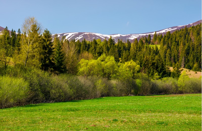 grassy meadow among the forest. lovely springtime nature in mountains