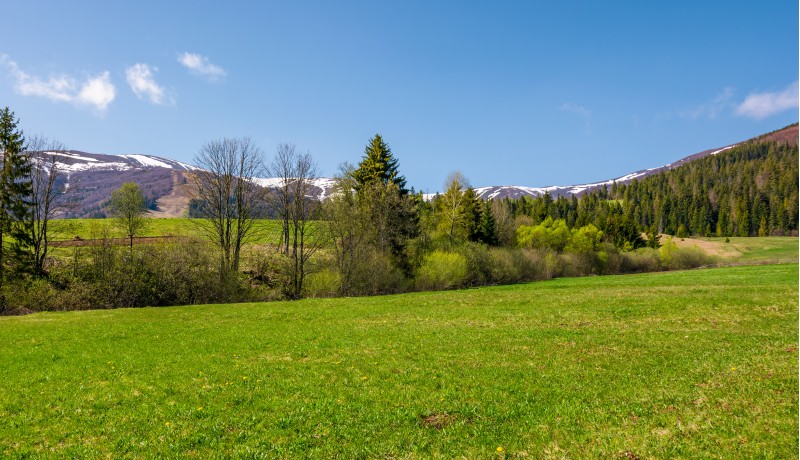 grassy meadow among the forest in mountains. beautiful countryside with snowy tops of mountains in the distance