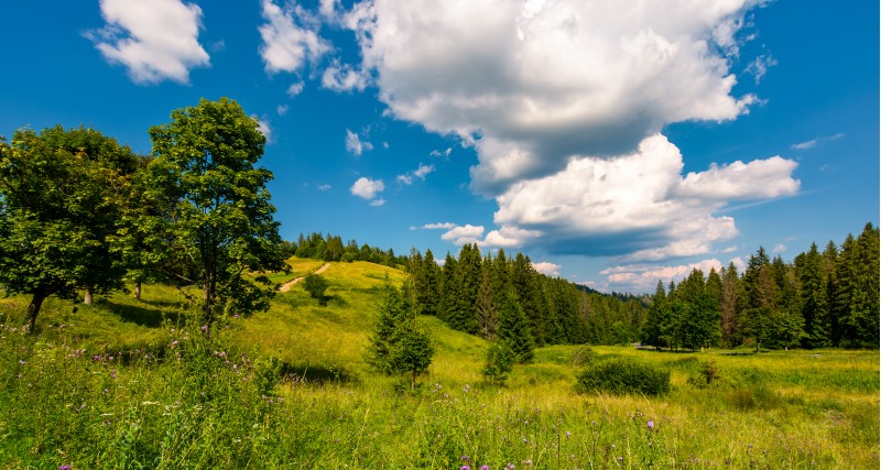grassy meadow among the forested hills. beautiful summer landscape under the blue sky with row of clouds