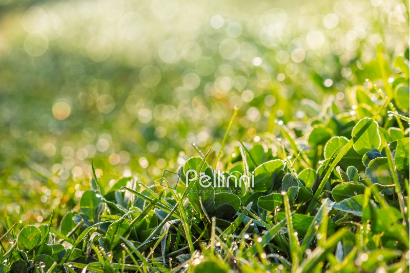 grassy meadow close up with shiny blur of wet grass in the warm sun light