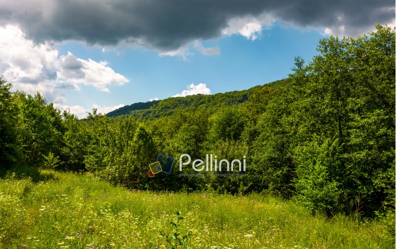 grassy meadow in forest on a cloudy day. lovely wild nature summer scenery in mountains. location Uzhanian National Nature Park, Ukraine