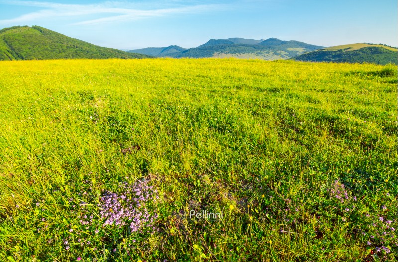 grassy meadow in mountains. lovely scenery on clear morning