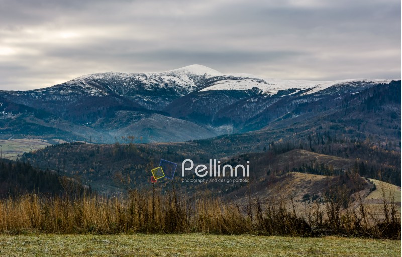 grassy meadow in mountains with snowy peaks. gorgeous and unusual countryside scenery in late autumn
