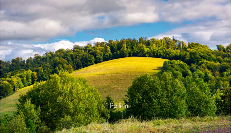 grassy meadow on a forested hill. lovely nature scenery under the cloudy sky