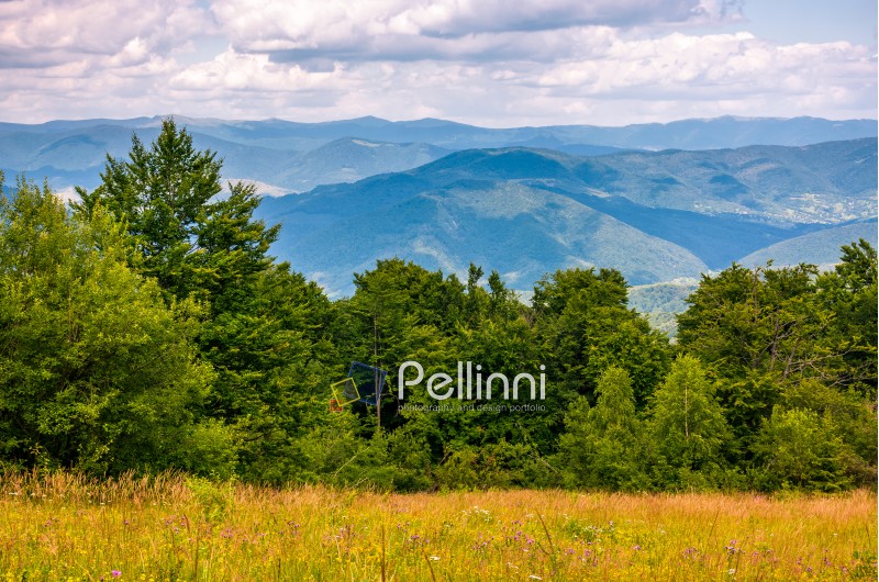 grassy meadow on a forested hillside. lovely nature scenery in Carpathian mountains