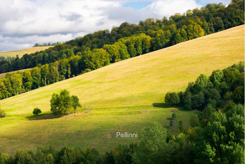 grassy meadow on a forested hillside. bunch of trees stand separately. lovely nature scenery