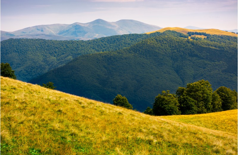 grassy meadow on hillside of Carpathians. beautiful summer landscape with Svydovets mountain ridge in the distance