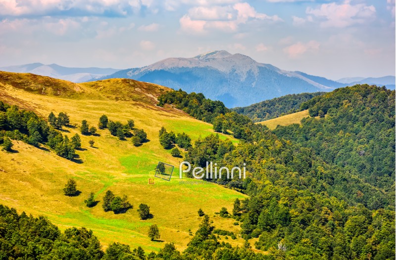 beautiful summer landscape. green grassy meadow on a hillside on top of mountain ridge with some forest down the hill