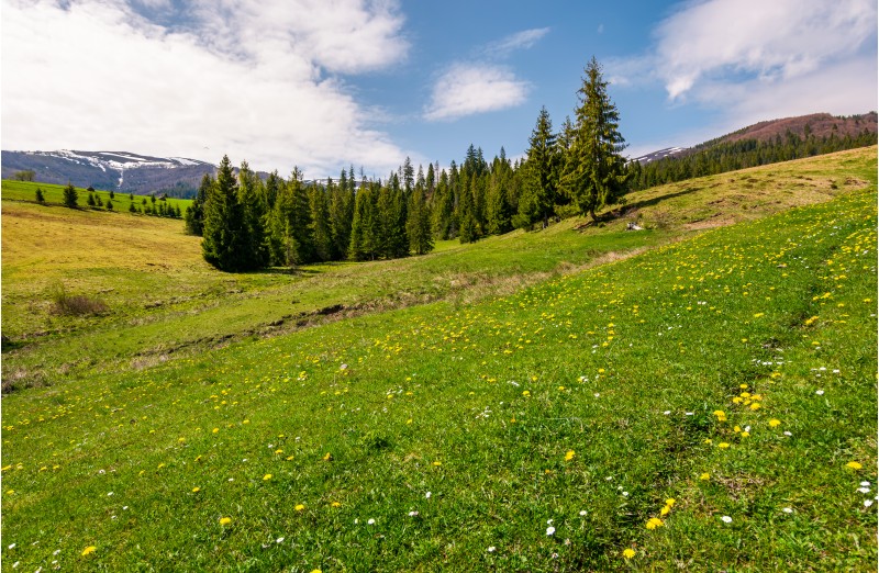 grassy meadow with flowers in mountains. beautiful springtime scenery with spruce forest. mountains with snowy tops in the distance