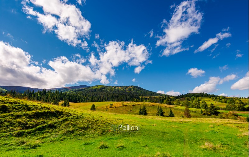 grassy meadows and forested hills. beautiful landscape with mountain ridge in the distance under the azure sky with gorgeous cloudscape