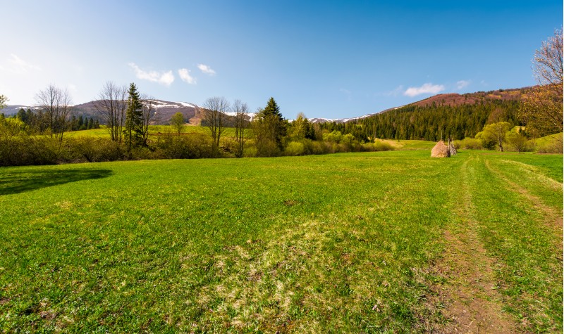 grassy pasture among the forest at the foot of the mountain. beautiful countryside springtime scenery