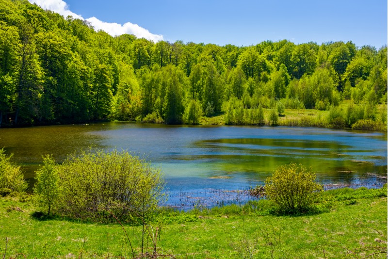 grassy shore of mountain lake among the forest. beautiful scenery in fine springtime weather