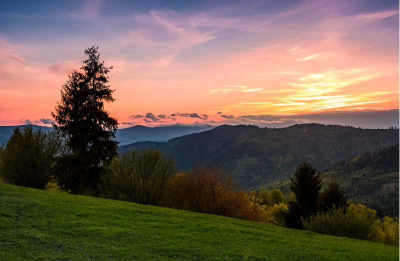 grassy slope rural area at sunset. beautiful mountainous landscape of Ukainian Carpathians in springtime