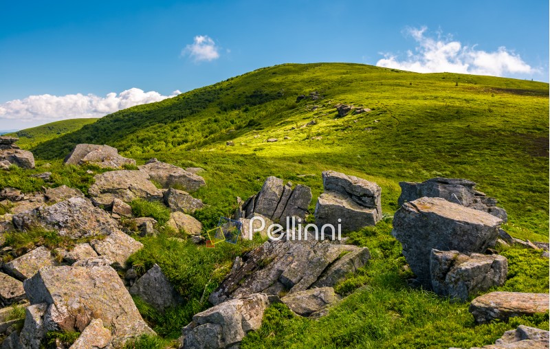 grassy slope with boulders in summer. beauty of the nature concept. location Polonina Runa in Carpathian mountains of Ukraine