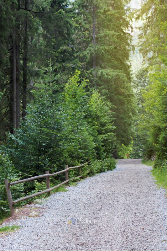 gravel path through coniferous forest in morning light.  wooden fence on the left side. tall trees. beautiful summer scenery