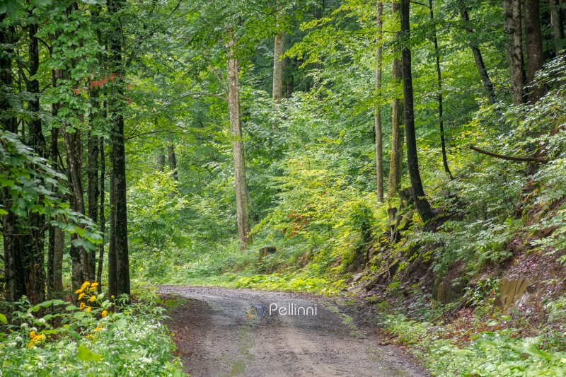 gravel road through deciduous forest in summer. primeval beech woodland of transcarpathia. travel background for carpathian countryside of ukraine