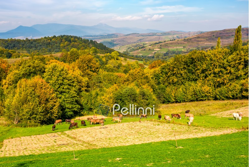 great autumnal countryside in mountains. Cows grazing on rural fields near the forest with colorful foliage