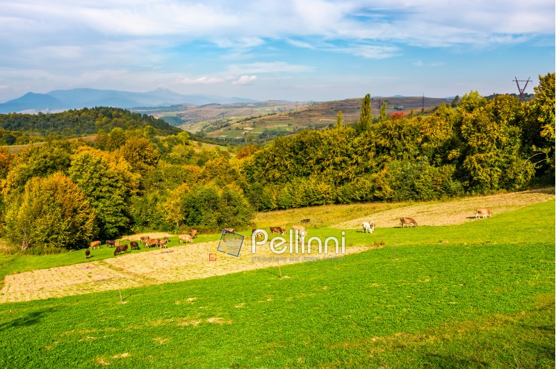 great autumnal rural area in mountains. Cows grazing on rural fields near the forest with colorful foliage