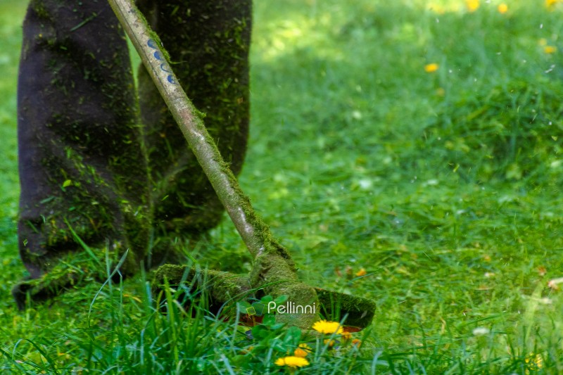 green grass cutting and trimming during spring. professional residential area lawn care services. trimmer eco friendly cutting of weeded backyard or garden for landscape maintenance