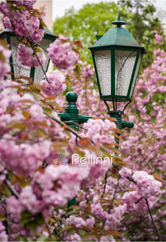 green lantern among cherry blossom. delicate pink flowers blossom of sakura tree