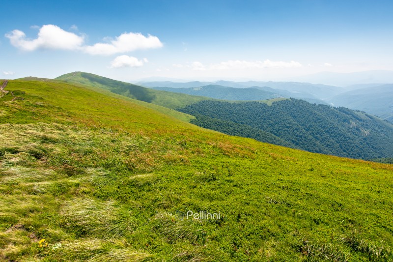 green meadow in mountain with clouds on the sky. alpine adventure. nature landscape of ukraine carpathians in summer. great travel scenery of transcarpathia. scenic view of hills rolling in to horizon