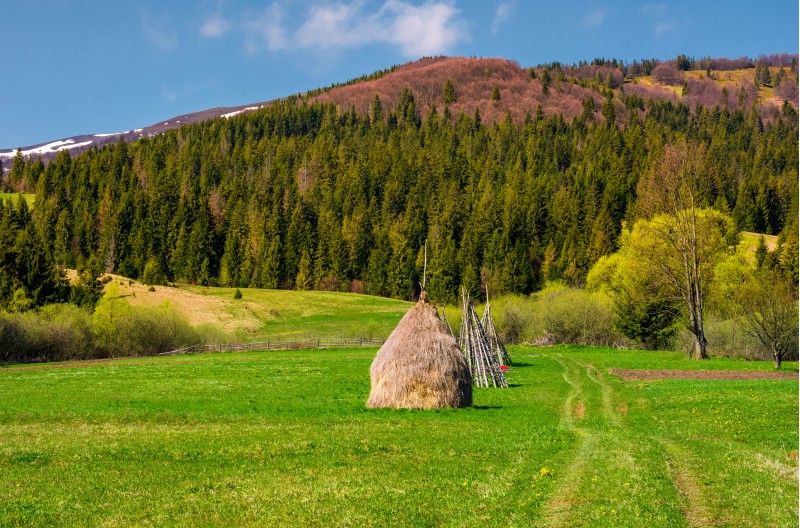 haystack on a grassy meadow among the forest in mountains. lovely rural scenery in springtime