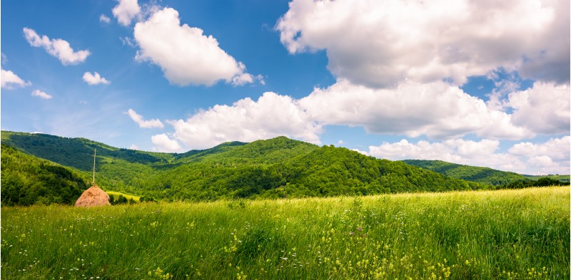 haystack on the grassy field in mountains. beautiful countryside summer scenery in Carpathian mountains under the blue sky with white fluffy clouds