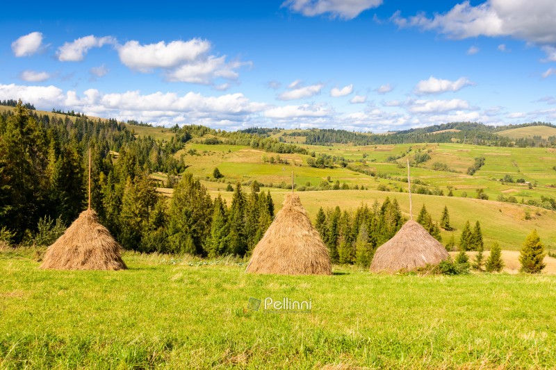 haystack on the grassy hill. rural landscape with pasture near the coniferous forest. beautiful countryside in carpathian mountain on a sunny afternoon