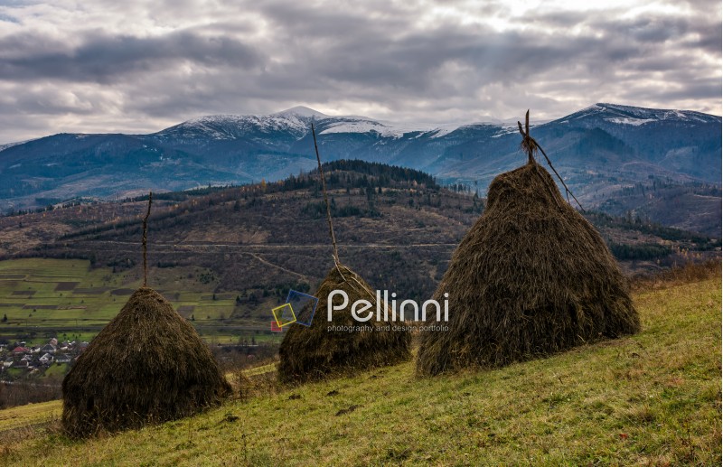 haystacks on grassy meadow in autumn mountains with snowy tops. hills with forest and weathered grassy meadows. gloomy cold weather with overcast moody sky