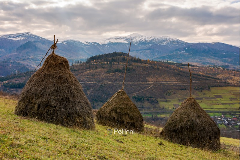 haystacks on the hill. gloomy late autumn landscape with overcast sky. snow on tops of distant mountain ridge. village down in the valley