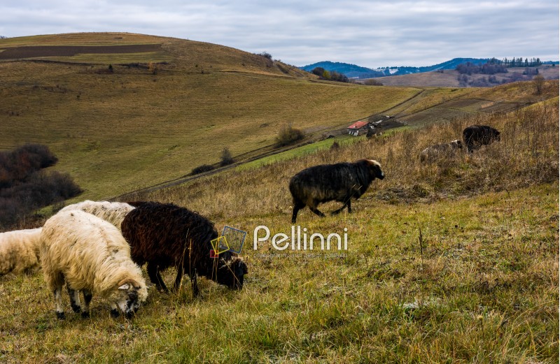 herd of sheep on hillside in rural area. lovely mountainous countryside scene in late autumn
