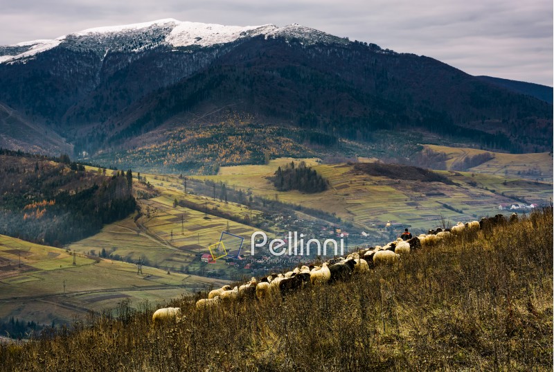 herd of sheep on hillside in rural area. lovely mountainous countryside scene with snowy peak in late autumn