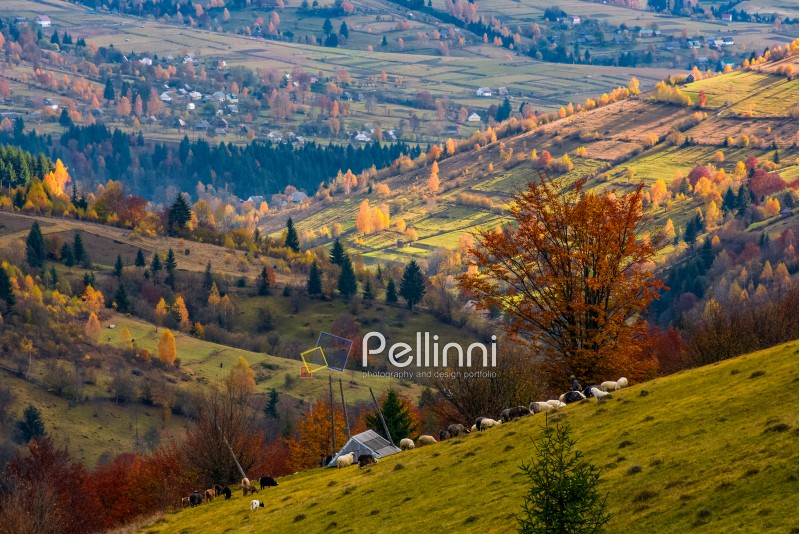 herd of sheep on hillside meadow in autumn. beautiful rural scenery with village in a distance viewed from top of a hill