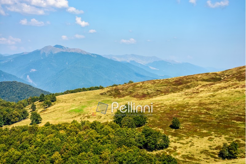 High peak of Carpathian mountain ridge behind the hillside with forest around the meadow