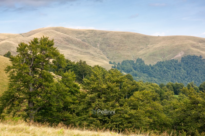 hills of Svydovets ridge behind the beech forest. outdoor adventure. beautiful scenery of Carpathian mountains, Ukraine