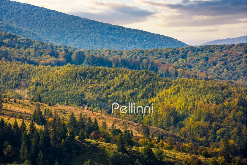 hills of mountain range with forest in autumn. beautiful colors and texture at sunrise