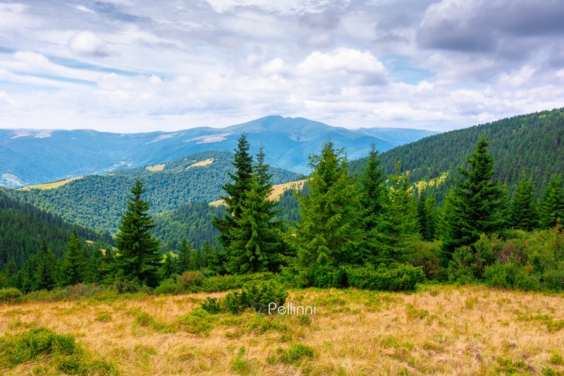 hillside of carpathian mountain range with coniferous forest and hillside of carpathian mountain range with coniferous forest and grassy meadow. beautiful summer landscape of ukraine alps under cloudy sky. wonderful nature background of highland for earth day