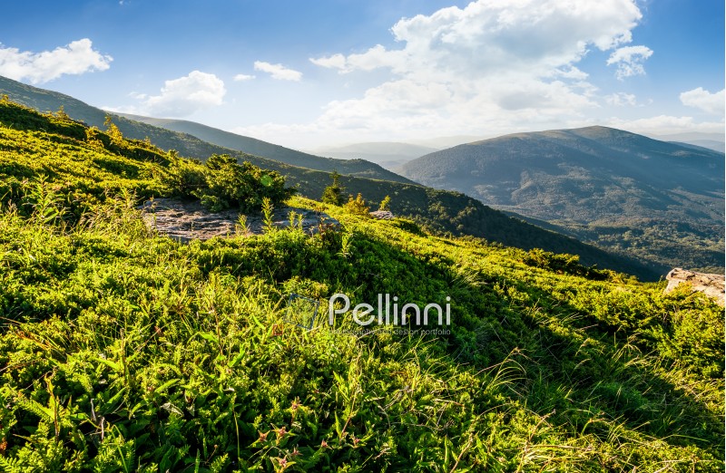 grassy meadow with giant boulders on hillside. mountain ridge on a beautiful sunny summer day. wonderful Carpathian landscape 