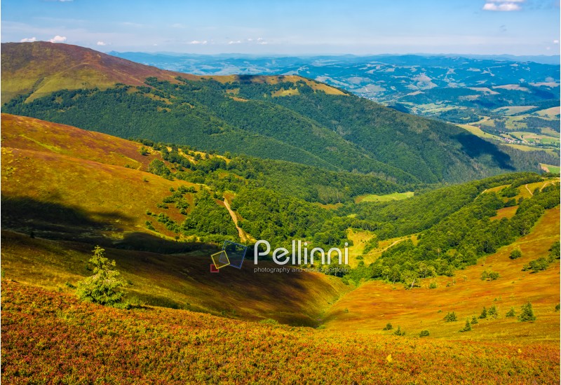 hillside with weathered forest on grassy slope. beautiful early autumn scenery in Carpathian mountain