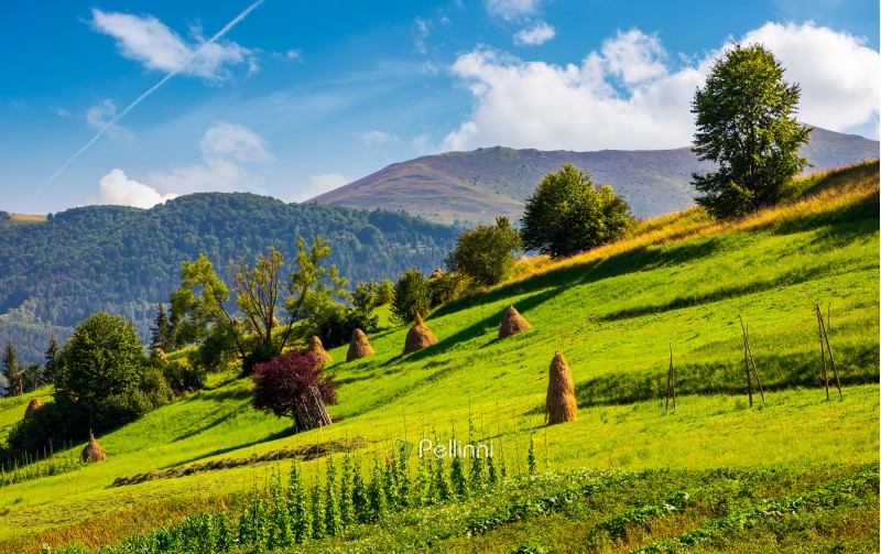 hillside with row of haystacks on rural field. beautiful summer agriculture scenery in mountainous area