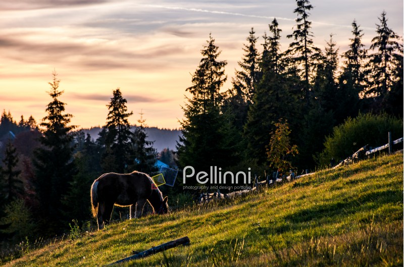 lonely horse grazing on grassy hillside meadow. pasture not far from the village near the spruce forest in mountains at sunset
