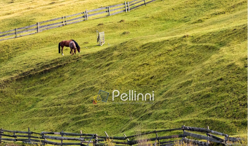 horses grazing on a grassy hillside with wooden fences. lovely rural scenery in autumn