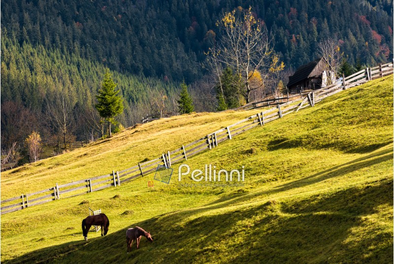 horses grazing on a grassy hillside with wooden fences near the village. lovely rural scenery in autumn