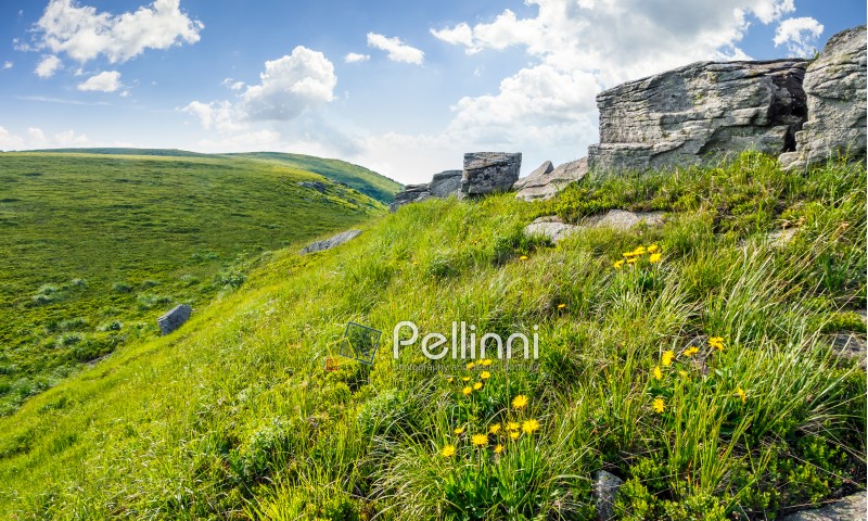 mountain summer landscape. meadow with huge boulders among the grass and dandelion flowers on top of the hillside meadow near the peak of mountain ridge