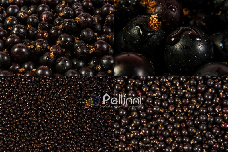 image set of black currant texture in different sizes