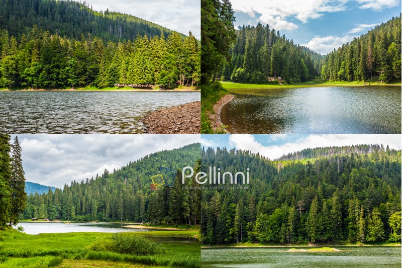 Summer landscape set of images. Spruce forest around the lake in mountains