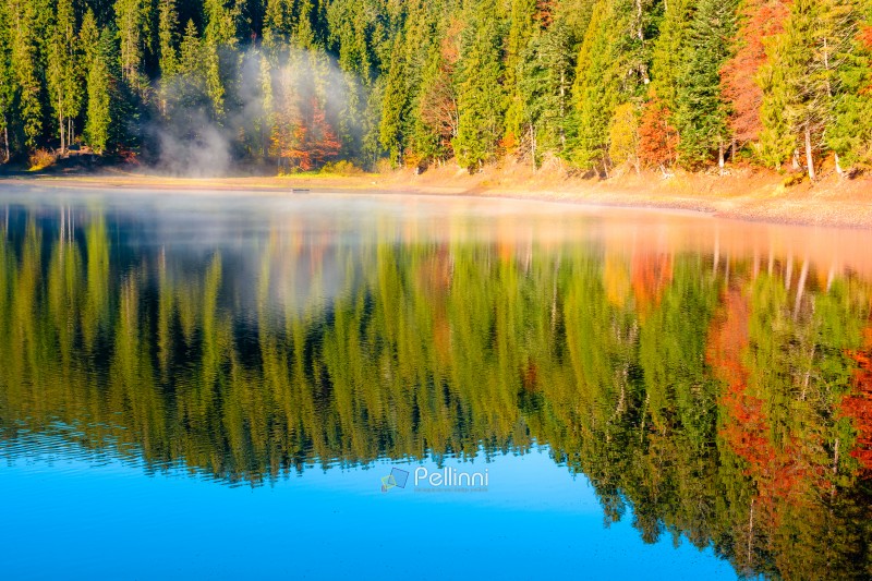 lake Synevyr in autumn. spruce forest reflection in morning ligh lake Synevyr in autumn. spruce forest reflection in morning light. fall season in Carpathian mountains. popular travel destination of Ukraine